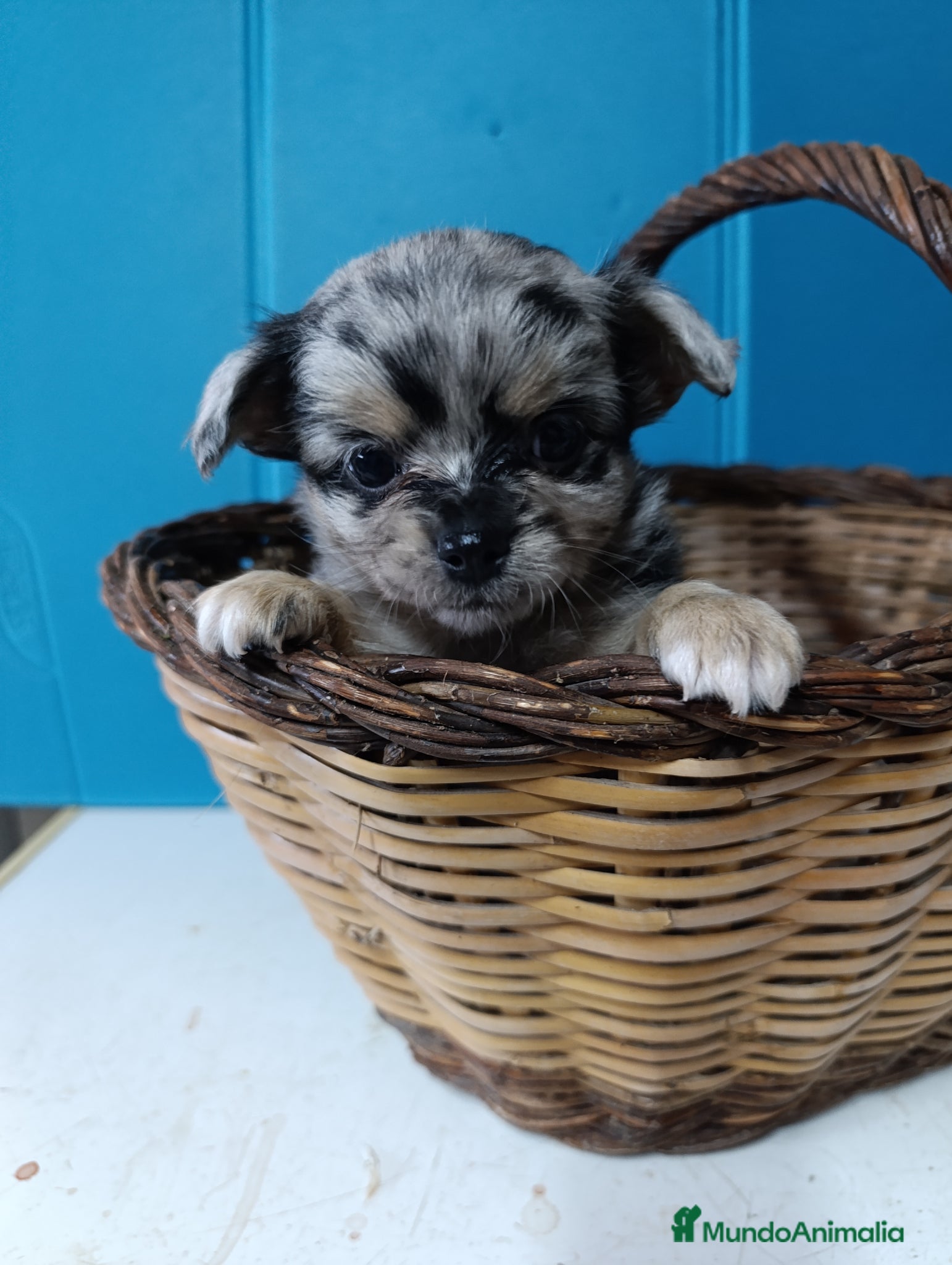 Chihuahua perros chihuahua pelo largo - Anuncio 30