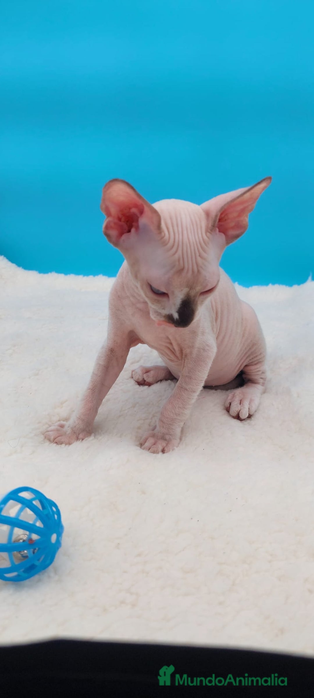 Sphynx gatos en venta: Precioso machito sphynx  - Imagen 3