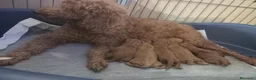 Caniche Toy perros en venta: Caniches Toy Rojos - Anuncio 10