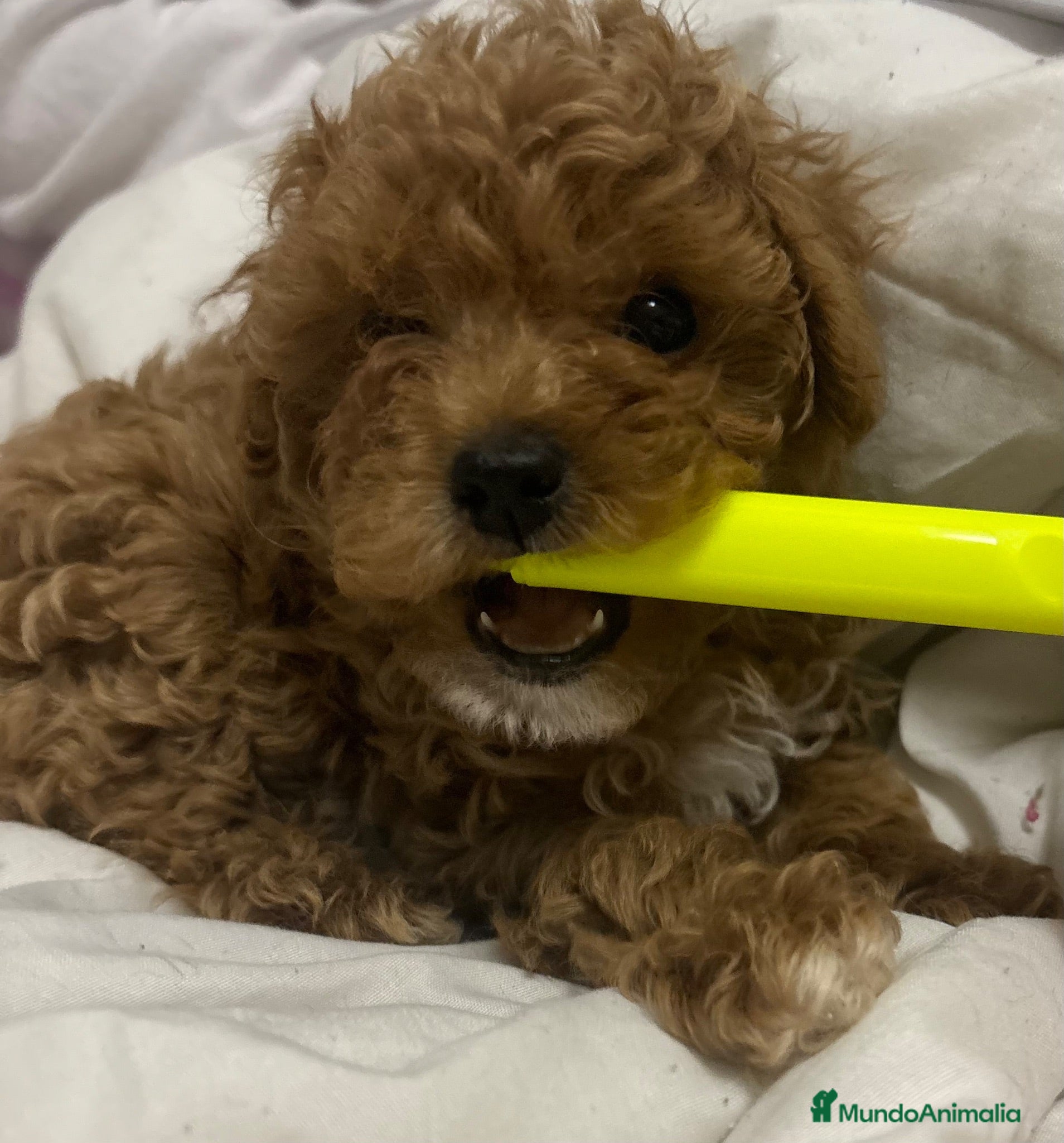 Caniche Toy perros Caniche toy en Madrid - Anuncio 1