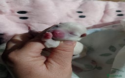 Chihuahua perros en venta: Parejita de chihuahua crema y otro azul - Anuncio 7