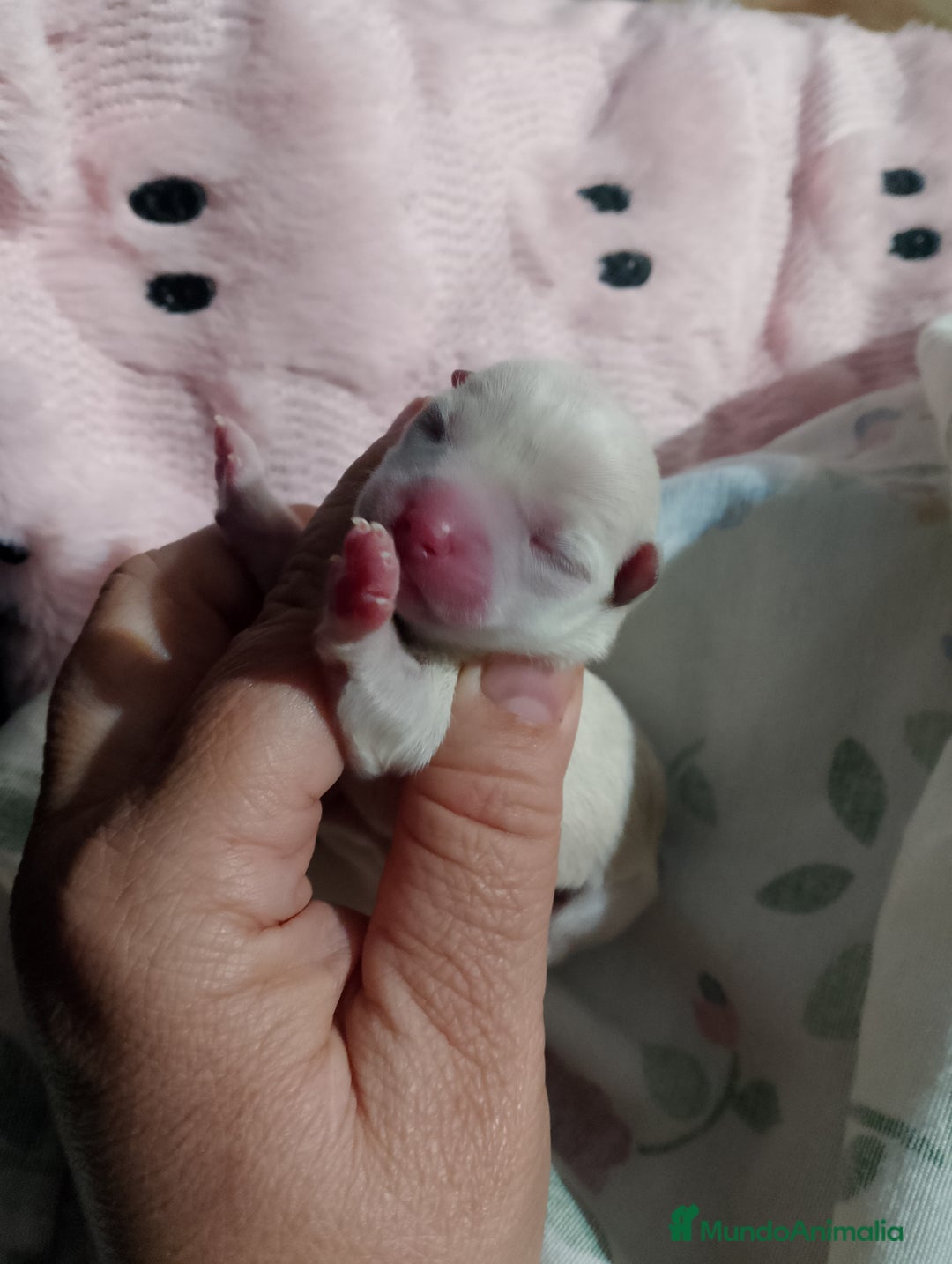 Chihuahua perros en venta: Parejita de chihuahua crema y otro azul - Anuncio 7