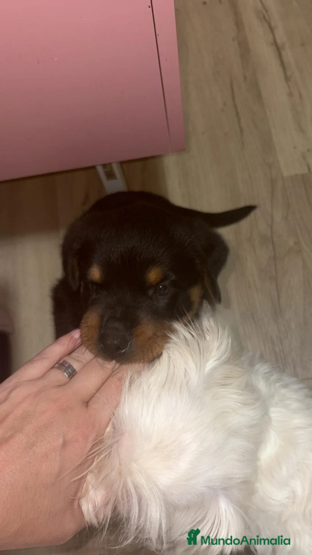 Rottweiler perros en venta: Rottweiler hembra disponible🐶 - Anuncio 2