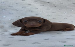 Teckel Miniatura perros en venta: Teckel chocolate kanichen hembra  - Imagen 3