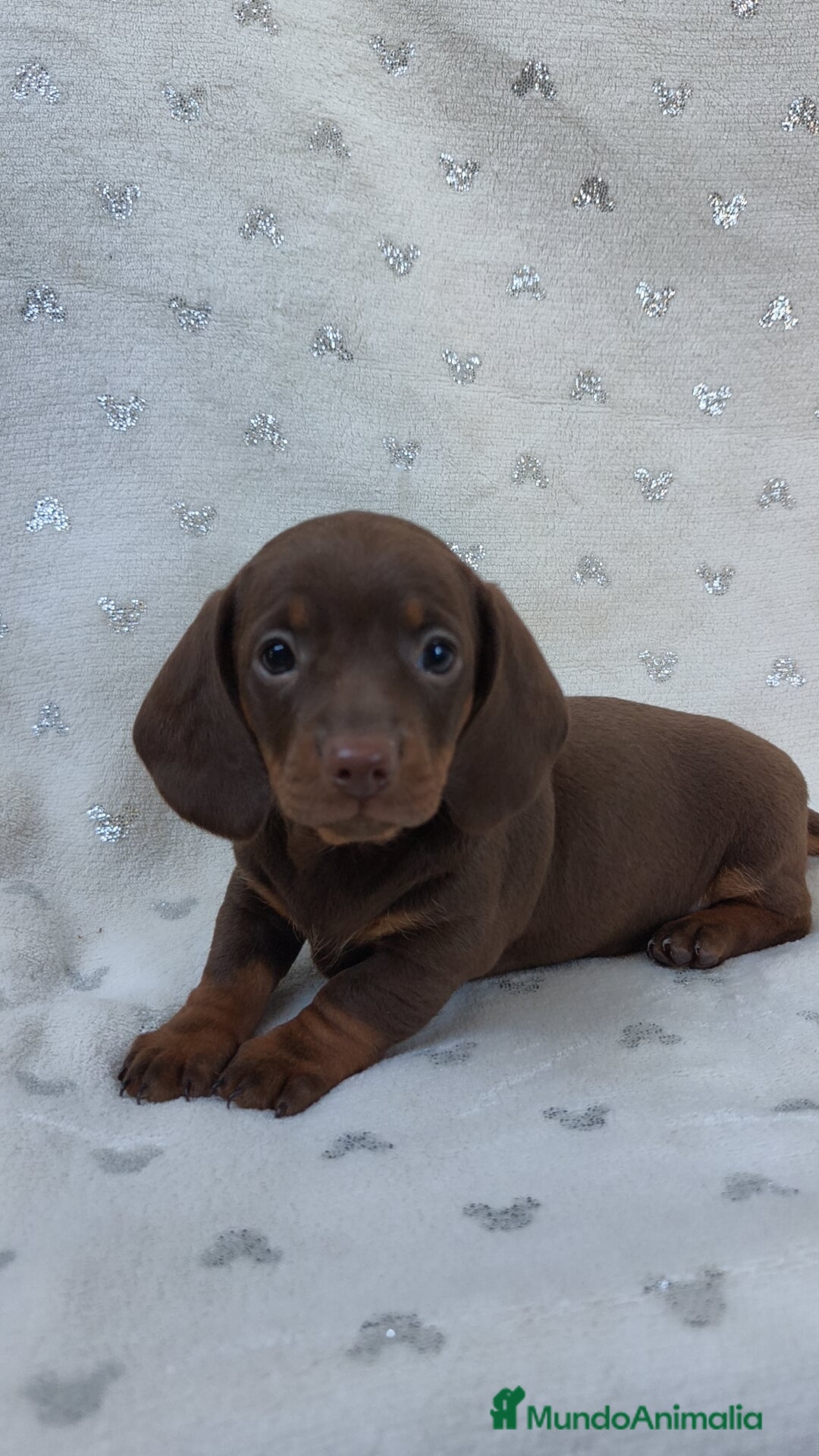 Teckel Miniatura perros en venta: Teckel chocolate kanichen hembra  - Imagen 3