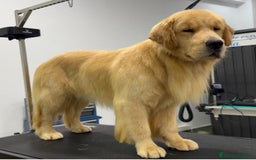 Golden Retriever perros en venta: Golden americano  - Imagen 3