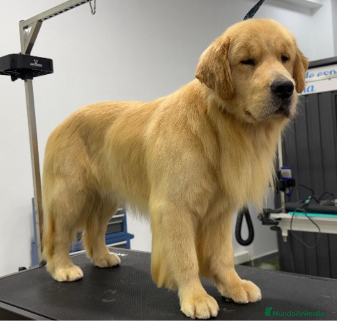 Golden Retriever perros en venta: Golden americano  - Imagen 3