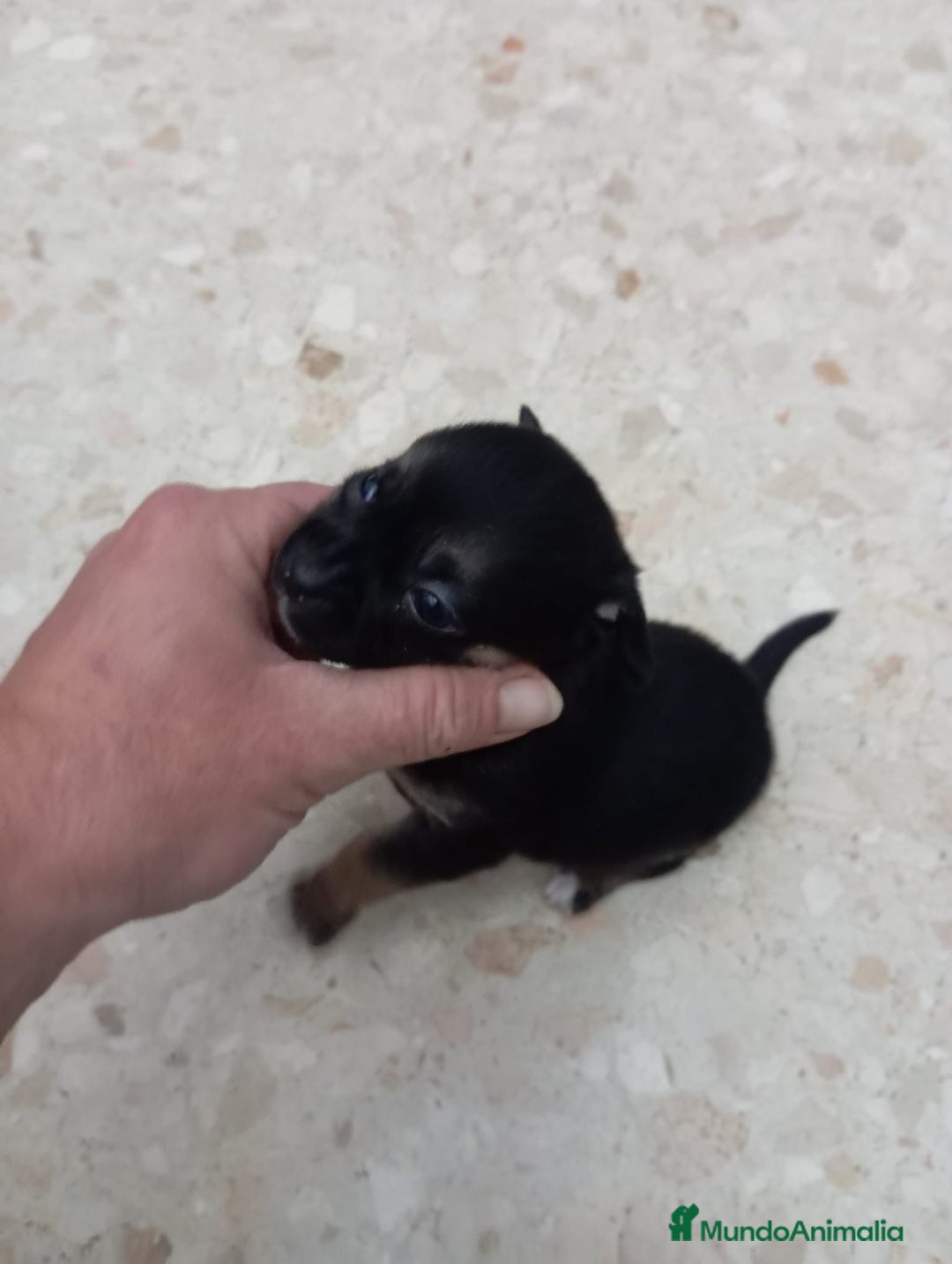 Pinscher Miniatura perros en venta: Pinscher miniatura  - Anuncio 3