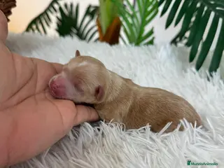 Maltipoo perros MALTIPO MACHO - Anuncio 3