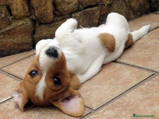 Jack Russell Terrier perros Jack Russell listos para ser tu compañía ideal 🐾 - Anuncio 1