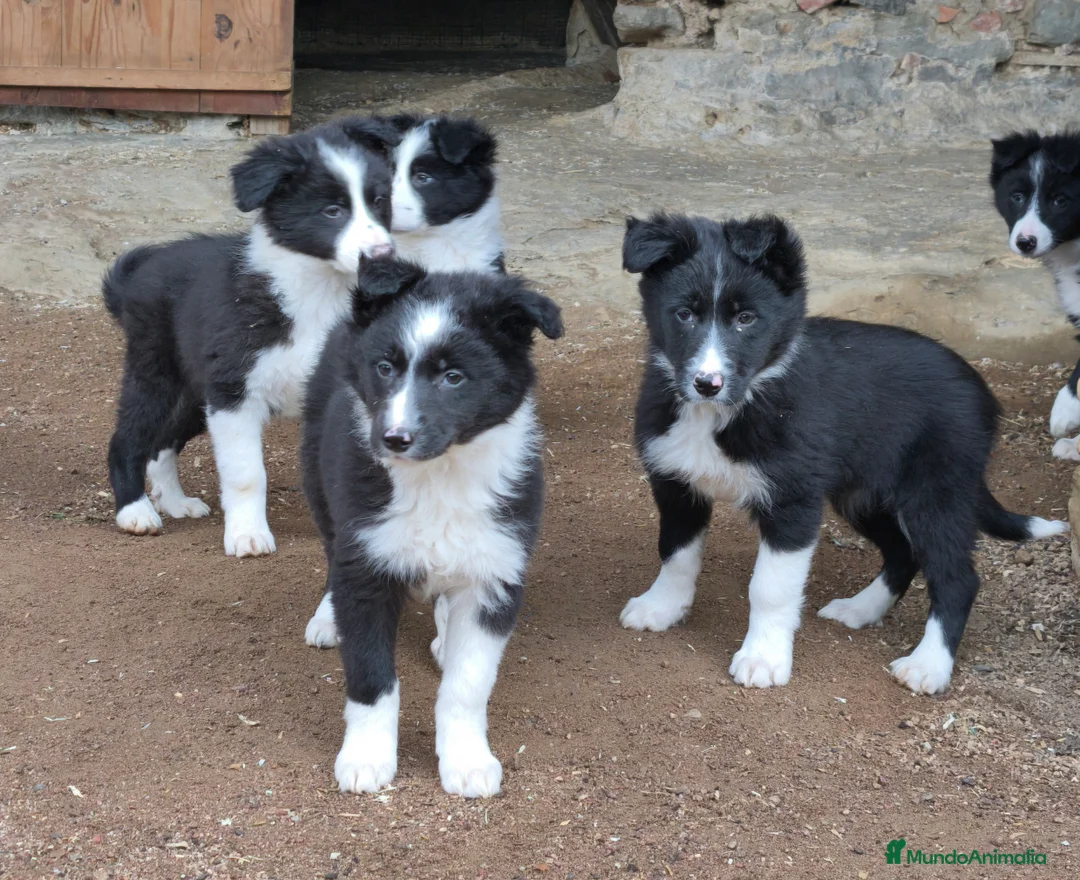 Border Collie perros en venta: Cachorros border collie 2 meses. - Anuncio 2