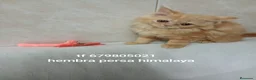 Exótico de Pelo Largo gatos en venta: Gatitos persa himalayo  - Anuncio 5