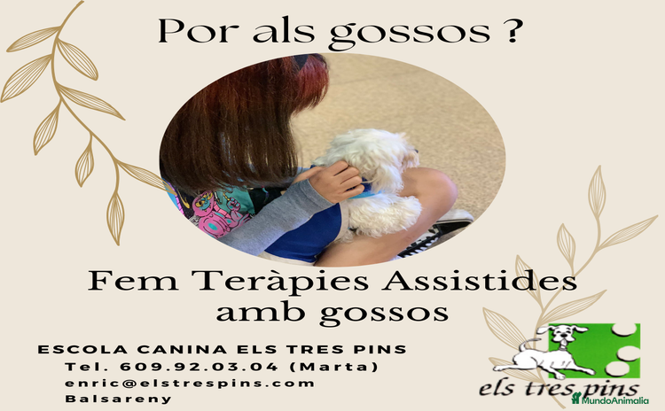 Bichón Maltés perros en Barcelona - Anuncio 3
