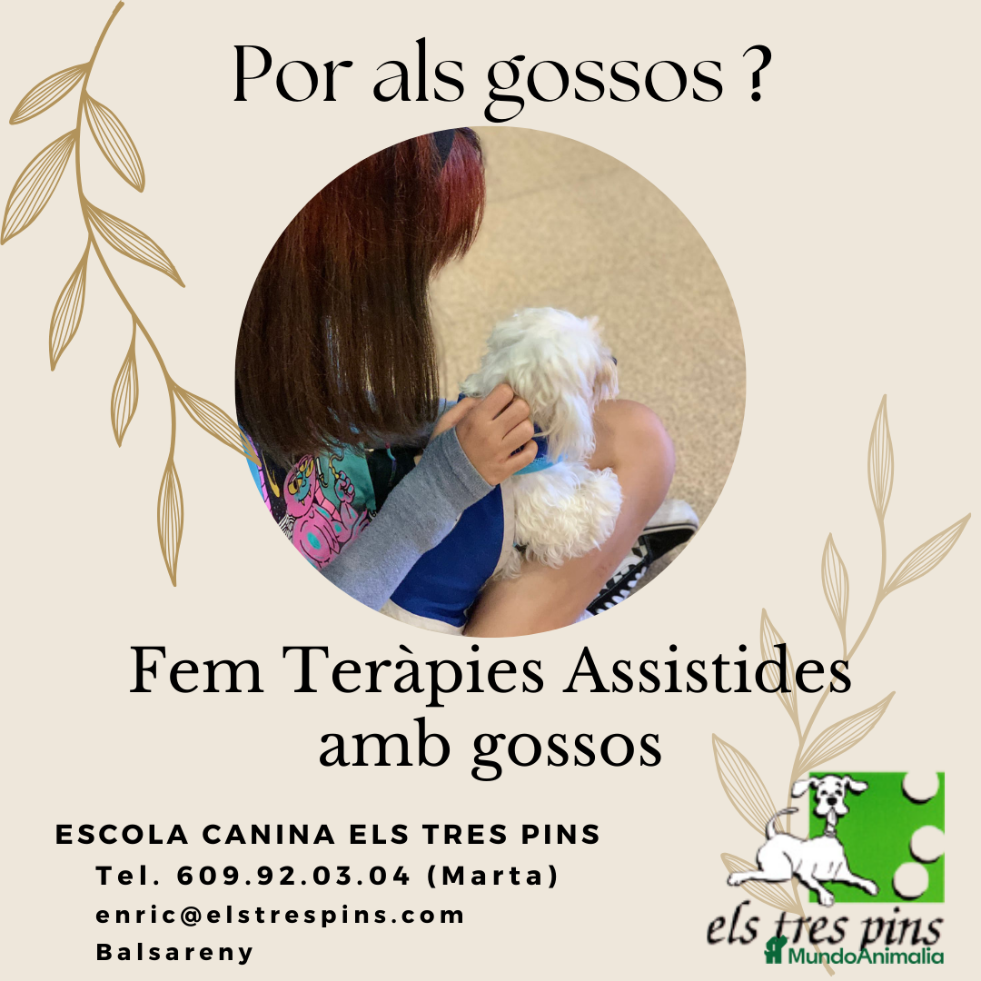 Bichón Maltés perros en venta: TERAPIAS ASSISTIDES AMB GOSSOS en Barcelona - Imagen 1