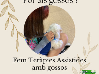 Bichón Maltés perros en Barcelona - Anuncio 18