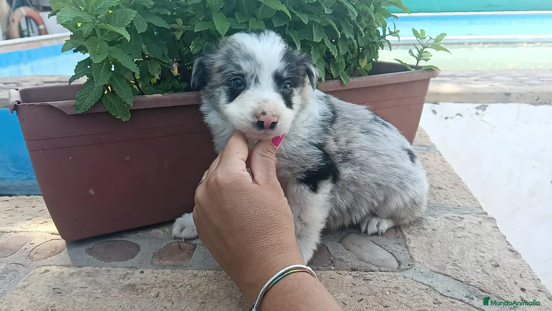Border Collie perros en venta: Border colli - Anuncio 1