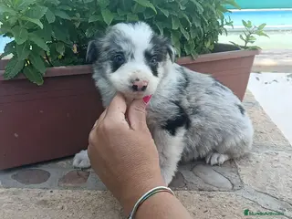 Border Collie perros Border colli - Anuncio 1