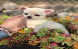 Chihuahua perros en venta: Chihuahua toy pelo corto!!! - Anuncio 5