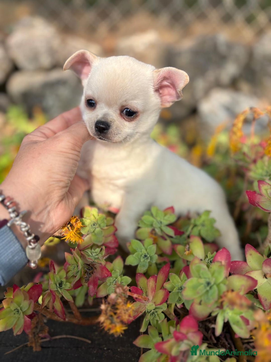 Chihuahua perros en venta: Chihuahua toy pelo corto!!! - Anuncio 5