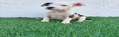 American Staffordshire-Terrier 4