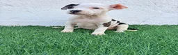 American Staffordshire-Terrier perros en venta: American Stanffordshire terrier - Anuncio 25