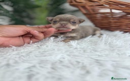 Chihuahua perros en venta: CHIHUAHU LILAC AND TAN - Imagen 2