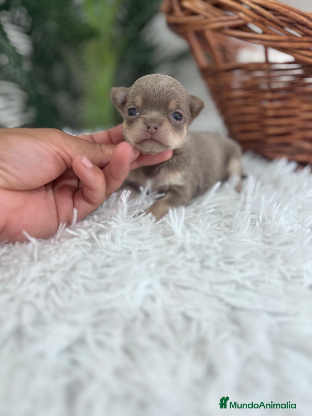 Chihuahua perros en venta: CHIHUAHU LILAC AND TAN - Imagen 2