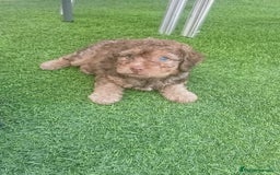 Perro de Agua Español perros en venta: Machito de perro de aguas - Imagen 1