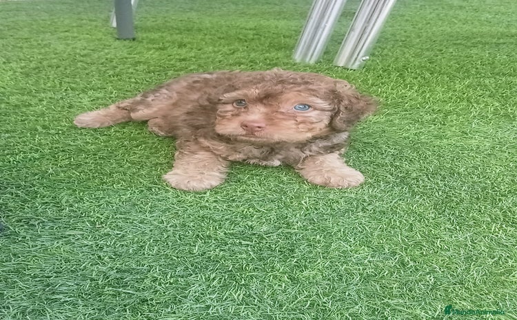 Perro de Agua Español perros - Anuncio 4