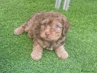 Perro de Agua Español perros - Anuncio 4