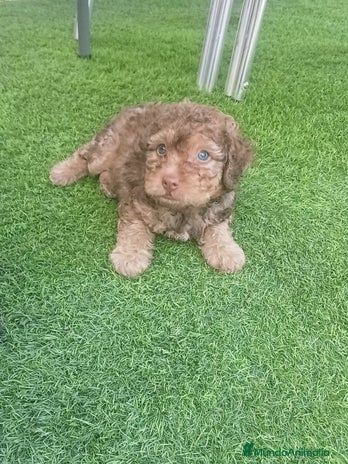 Perro de Agua Español perros - Anuncio 5