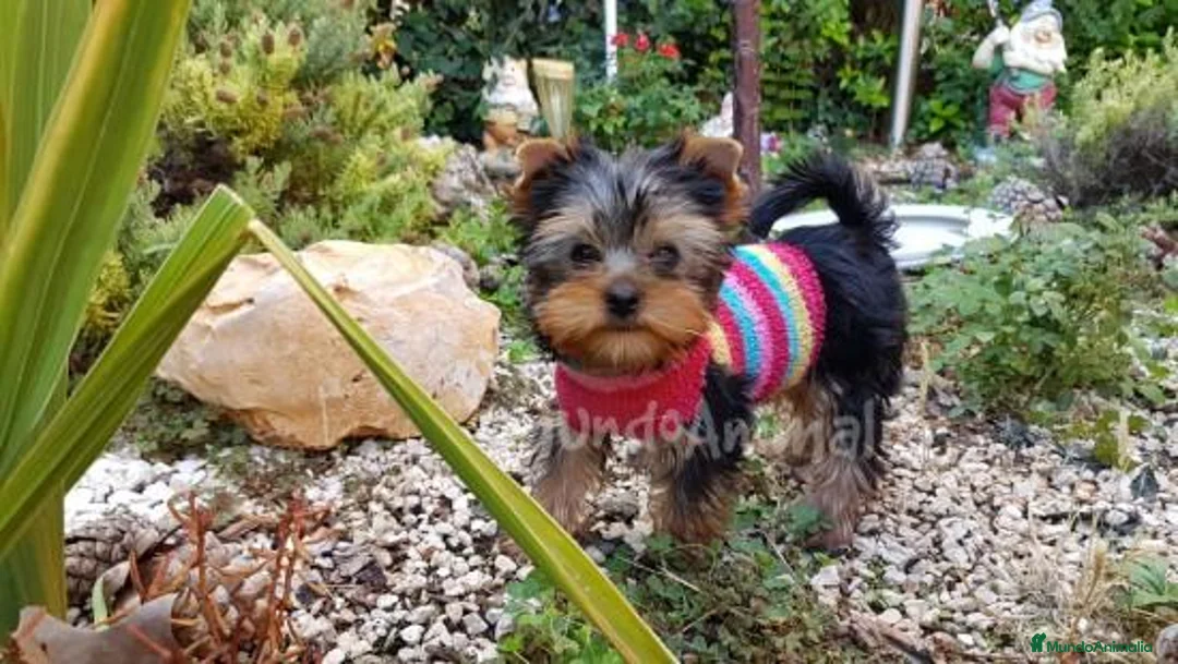 Imagen de galería {{count}}