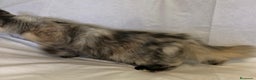 Maine Coon gatos en venta: Maine Coon Hembras - Anuncio 8