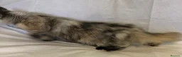 Maine Coon gatos en venta: Maine Coon Hembras - Anuncio 8