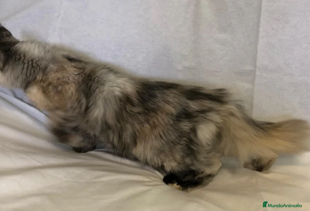 Maine Coon gatos en venta: Maine Coon Hembras - Anuncio 8