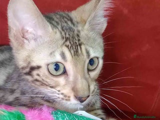 Bengalí gatos en Barcelona - Anuncio 26