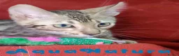 Bengalí gatos en venta: Bengali Macho 6261 - AQUANATURA en Barcelona - Anuncio 1