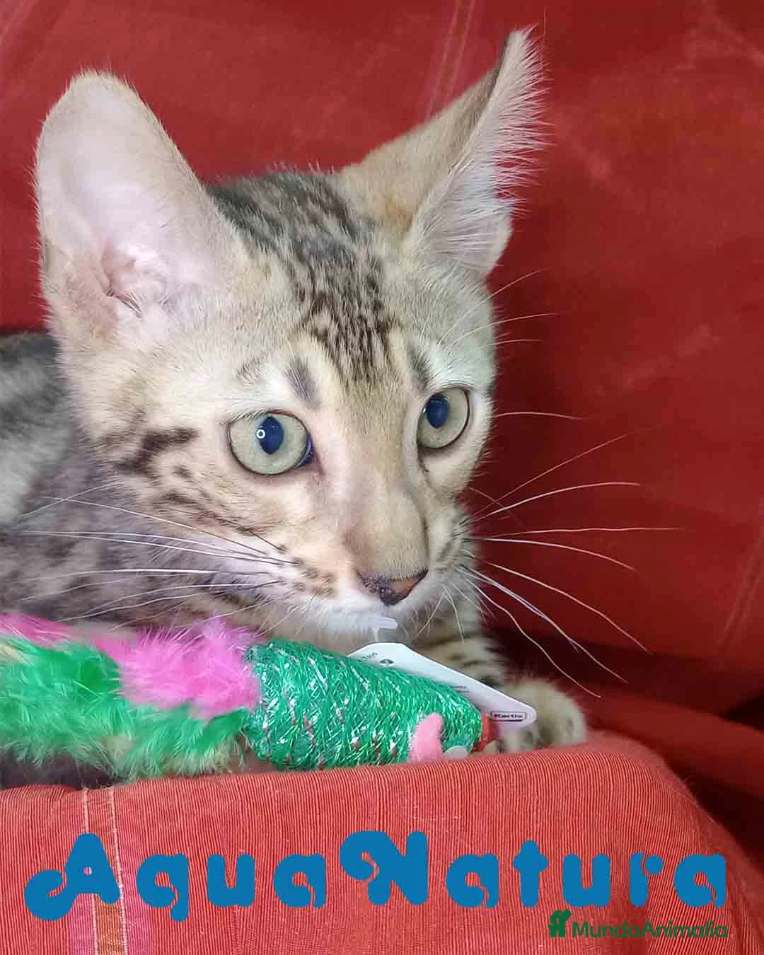 Bengalí gatos en venta: Bengali Macho 6261 - AQUANATURA en Barcelona - Anuncio 1