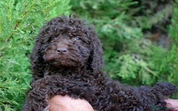 Perro de Agua Español perros en venta: Cachorros perro de agua español - Imagen 21