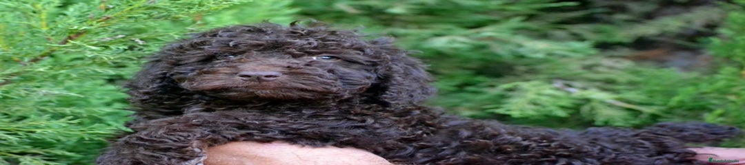 Perro de Agua Español Cachorro 1