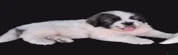 Mastín del Pirineo perros en venta: Cachorros mastín pirineos  - Anuncio 2