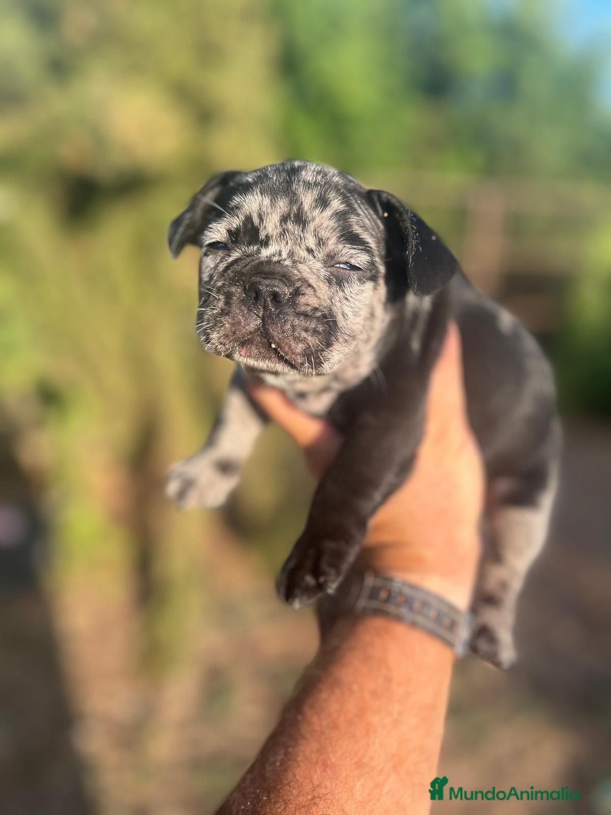 Bulldog Francés perros Bulldog francés black Merle - Anuncio 1
