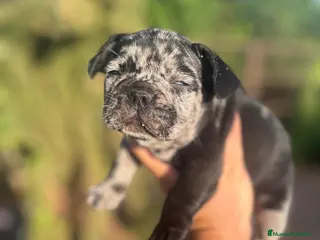 Bulldog Francés perros Bulldog francés black Merle - Anuncio 4