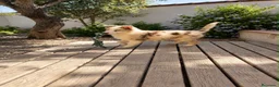 Pastor Australiano perros en venta: Pastor australiano en Caraby Benidorm  - Anuncio 3
