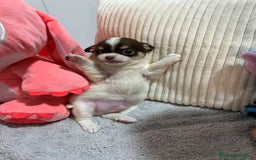 Chihuahua perros en venta: Chihuahua toy rusos - Imagen 11