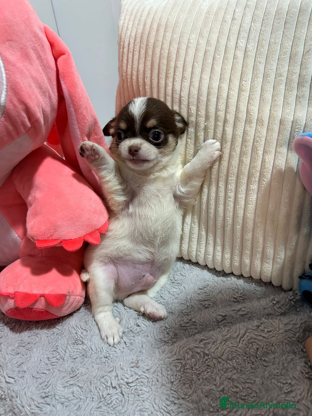 Chihuahua perros en venta: Chihuahua toy rusos - Imagen 11