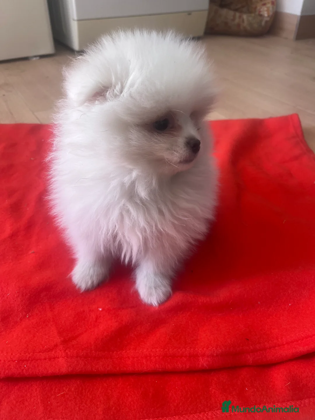 Pomerania perros en venta: PRECIOSO POMERANIA MINI RUSO - Anuncio 3