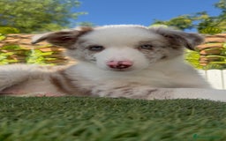 Border Collie perros en venta: BORDER COLLIE CHOCOMERLE - Imagen 16