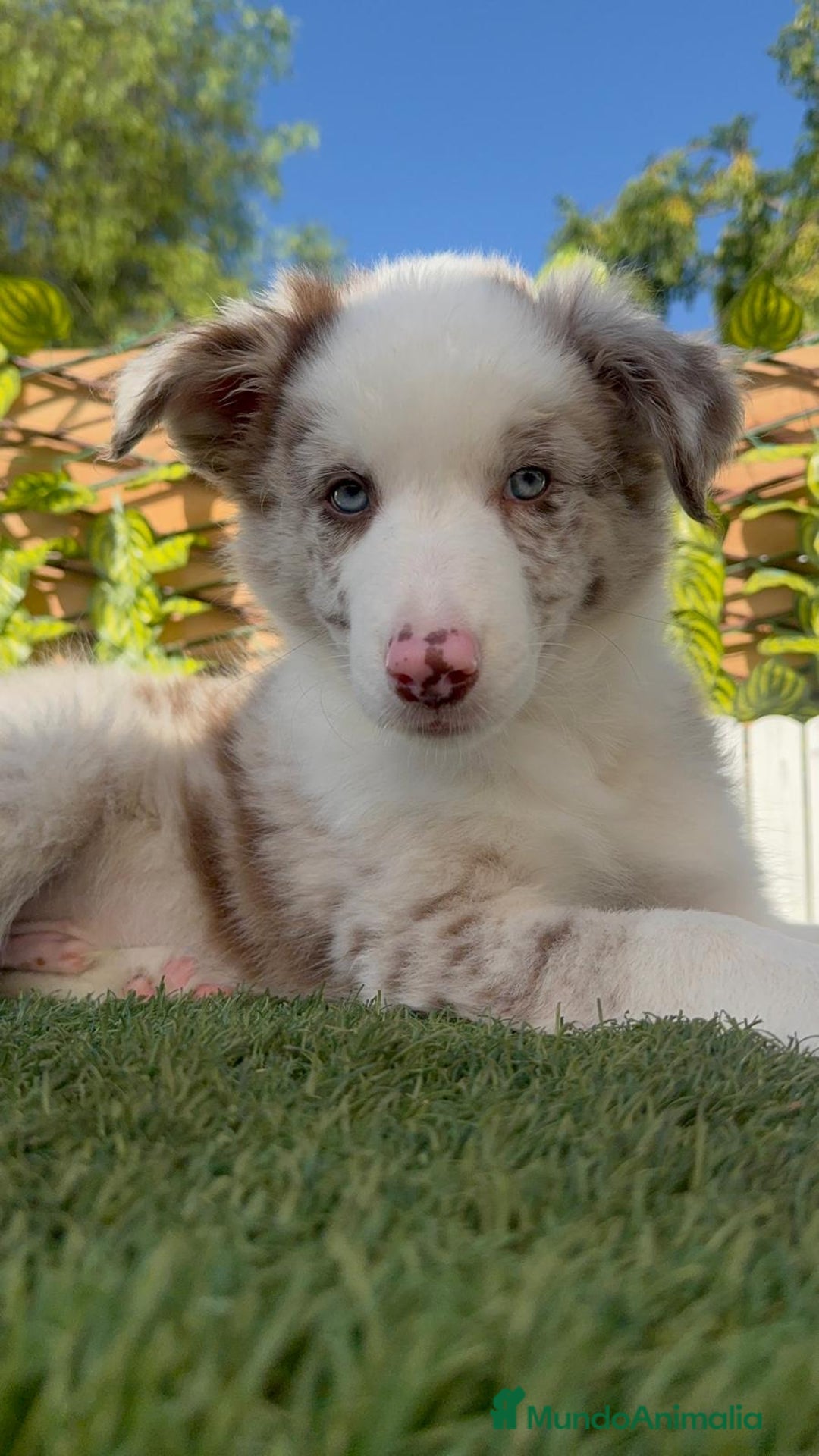Border Collie perros en venta: BORDER COLLIE CHOCOMERLE - Imagen 16