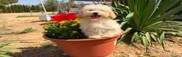 Maltipoo perros en venta: Maltipoo toy listo para entregar !!! - Anuncio 5